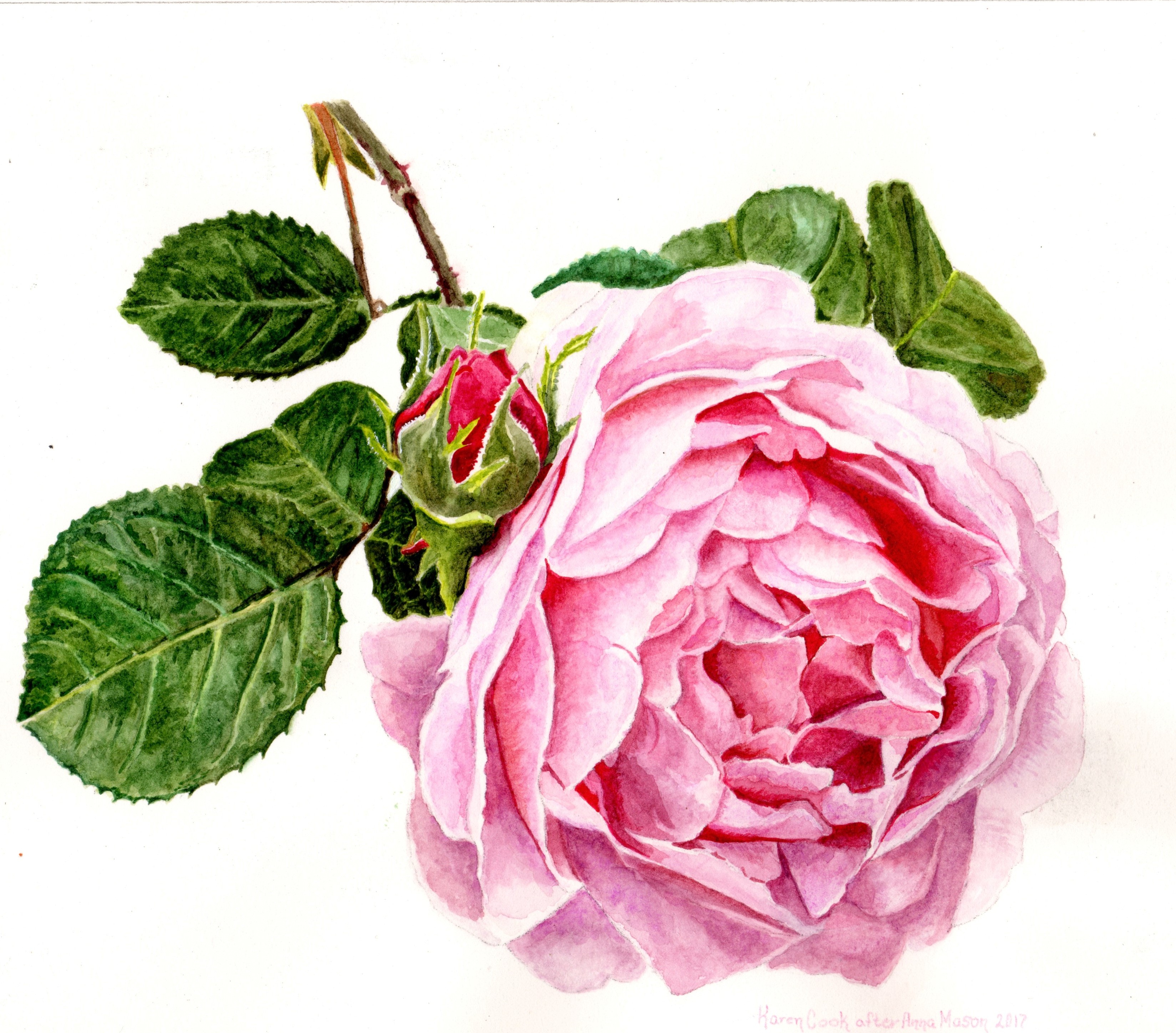 Rose painting by Karen