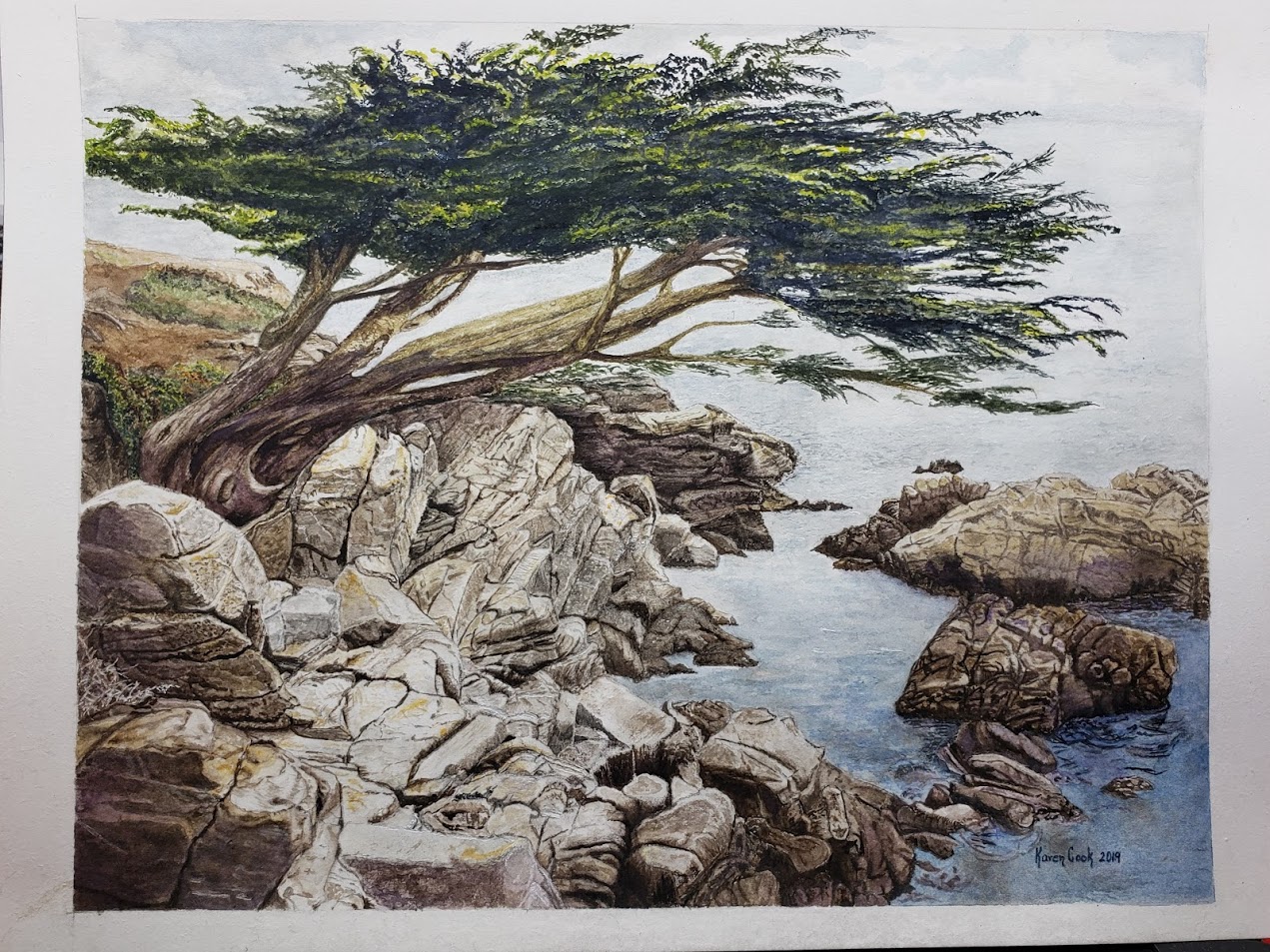 Tree on the coast at Seven Gables