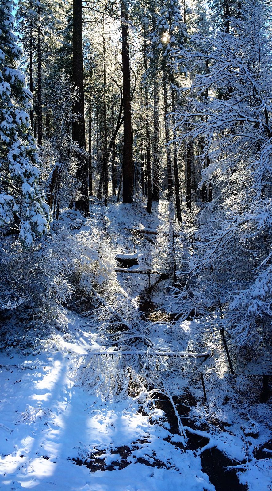 Snowy landscape near Yosemite