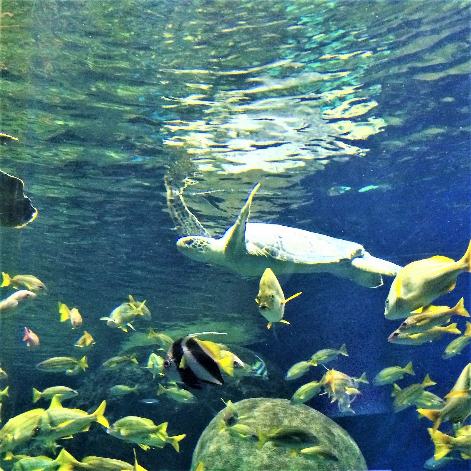 Snorkeling in Moorea