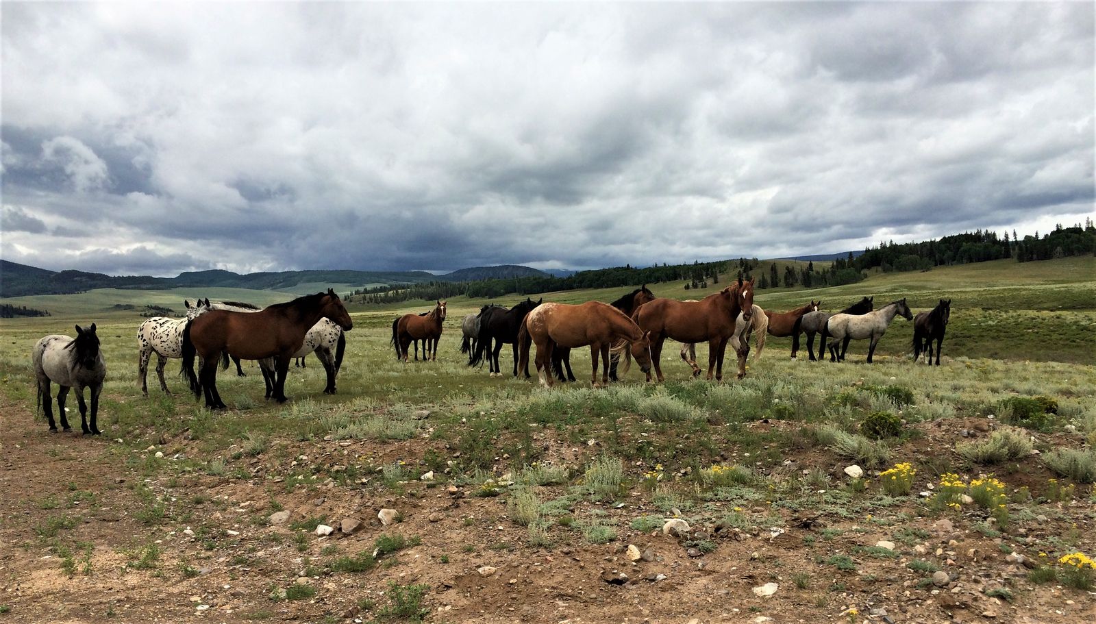 Horses on the Quarter Circle Circle ranch