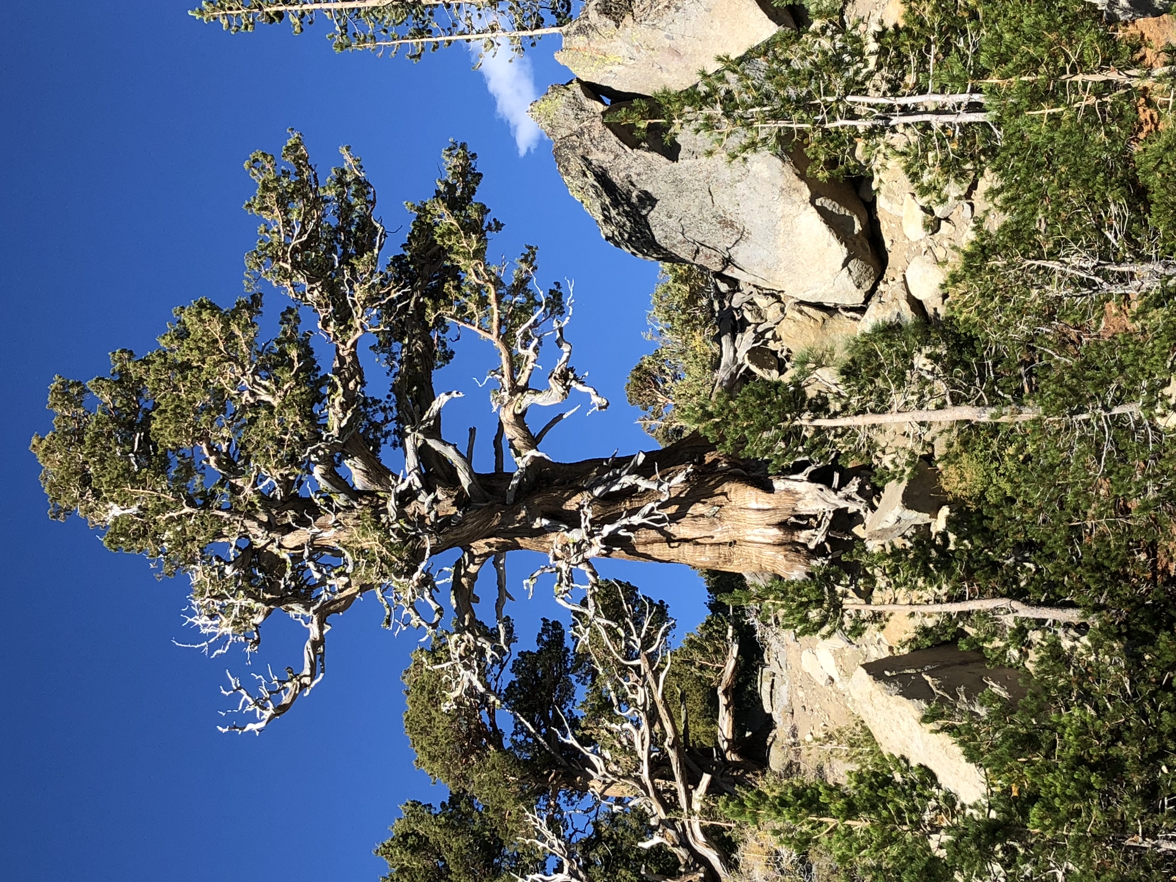 Pine trees in Yosemite